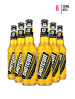 Shotgun Mango Blast [6-Pack]